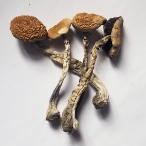 Golden Teacher Mushrooms 1 Oz