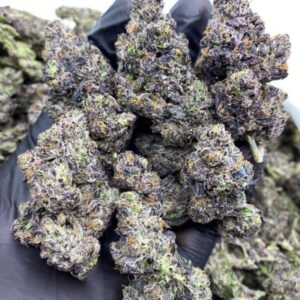 Hybrid Cannabis Strain  - Grand Daddy Purple
